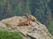 93 Marmotte in comoda sentinella su grossi massi